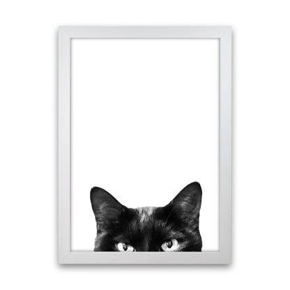Avelena | Schwarze Katze Fotografie Druck von Victoria Frost