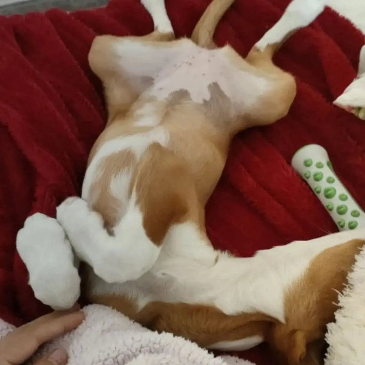 Avelena | Duftendes Hundespielzeug mit sanfter Kräuterinfusion