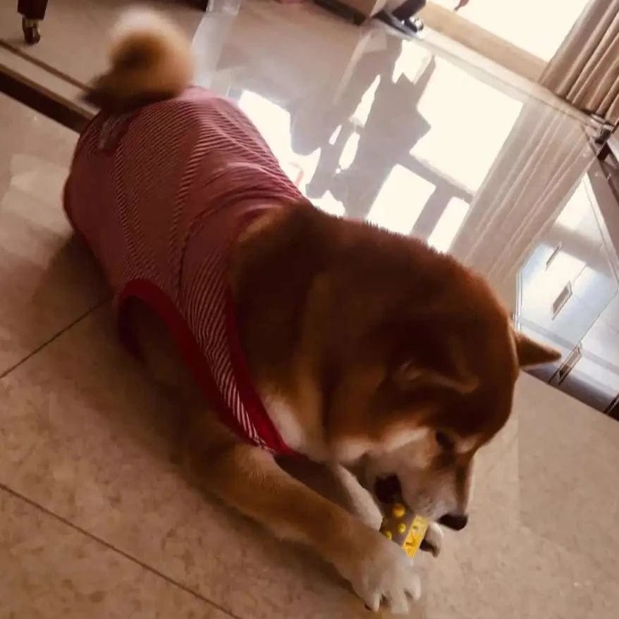 Avelena | Duftendes Hundespielzeug mit sanfter Kräuterinfusion