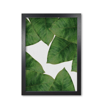 Avelena | Banana Leaf II Print von Orara Studio, gerahmter botanischer und Naturkunstdruck