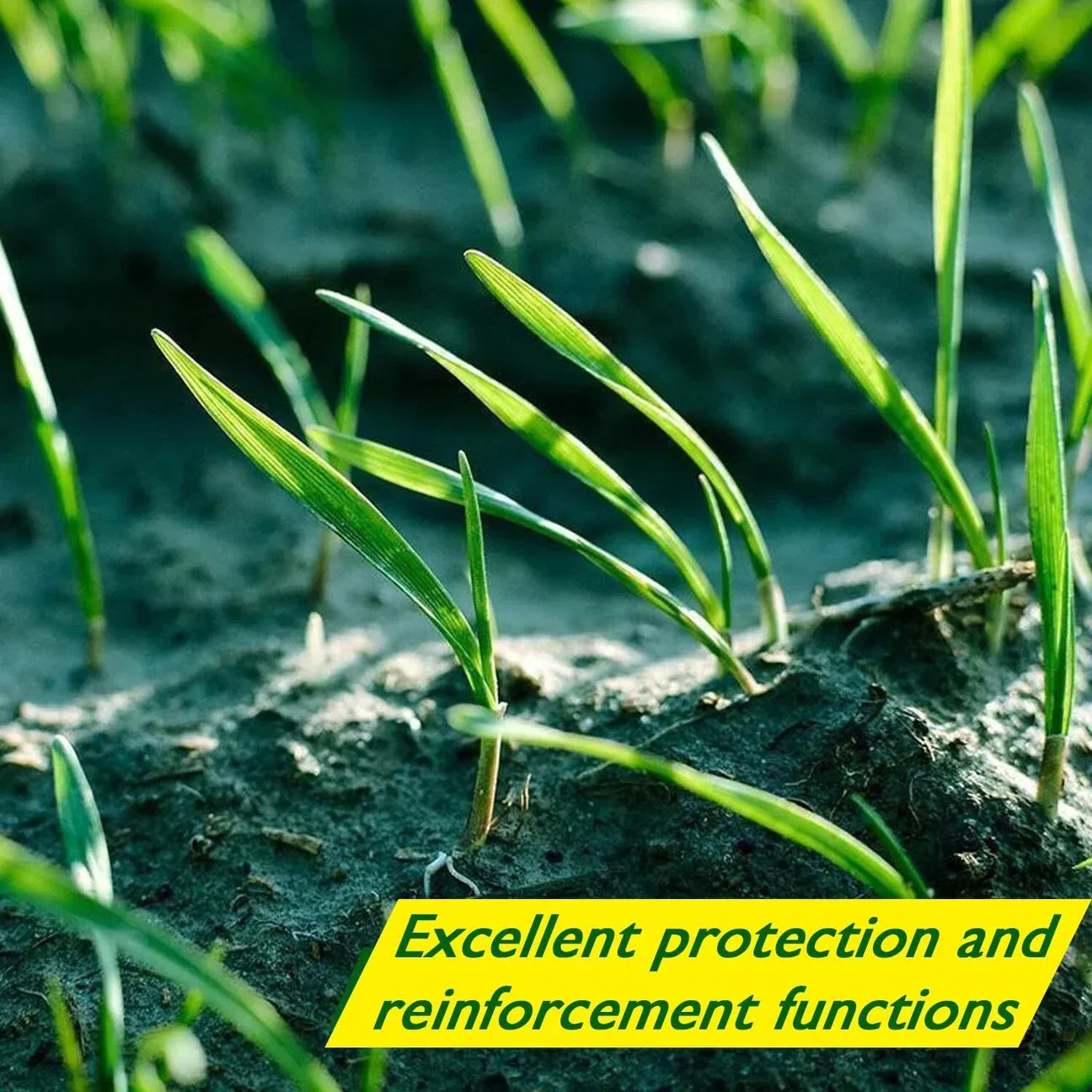 Avelena | Biologisch abbaubare Netzrasensaatmatte | All-in-One-Wachstumssystem für schnelle Keimung in Sonne, Schatten und Nähten