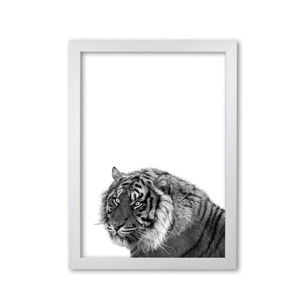 Avelena | Schwarz und Weiß Tiger Moderne Druck Tier Kunstdruck