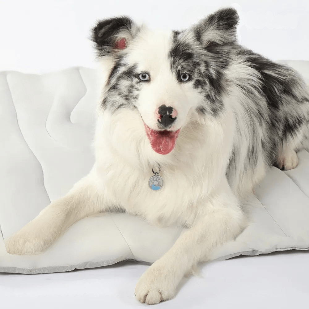 Avelena | CoolPaws Kühldecke – Selbstkühlende Hundedecke für Erleichterung an heißen Sommertagen