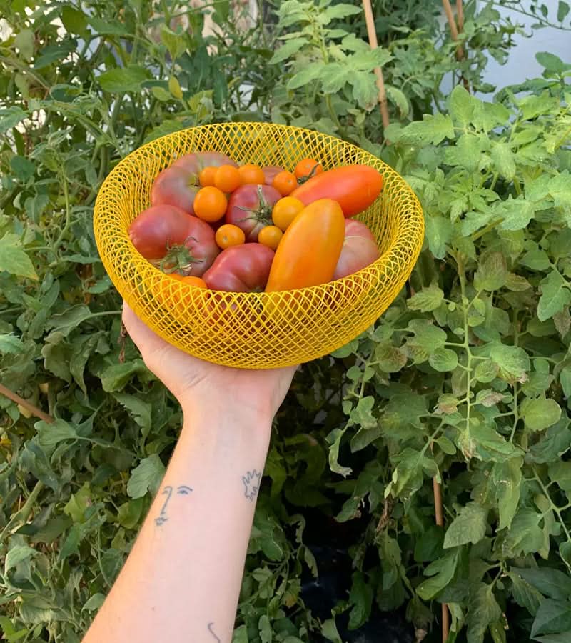 Avelena | Stahl-Mesh-Obstkorb mit Belüftung für frische Lagerung