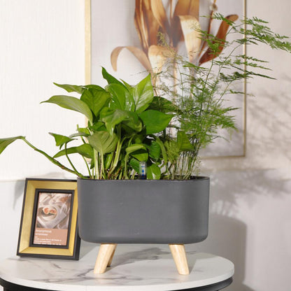 Avelena | Selbstbewässernde Blume Po