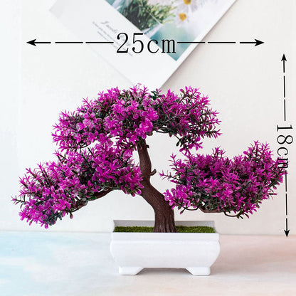 Avelena | Pflanzen Bonsai