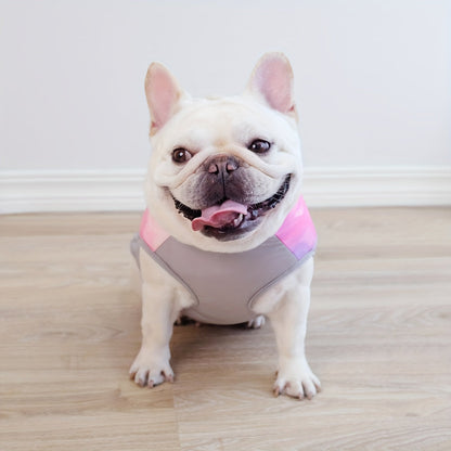 Avelena | Arcticpaw Frenchie Warme Jacke Wasserdicht Winter Gemütliche Jacke Mit Leine Seil