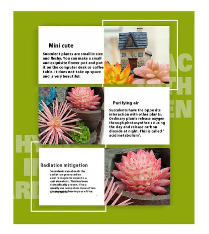 Avelena | Sukkulent Dekorationsblumentopf für Mini-Garten – Bonsai Pflanztopf für Mikrolandschaft und Garten