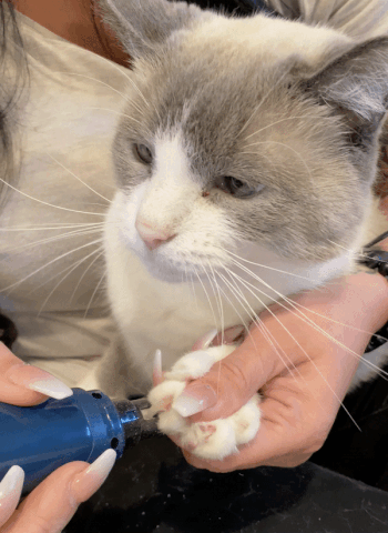 Avelena | Pedipaws Schmerzfreie & Saubere Nagelschneider für Haustiere