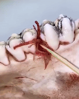 Avelena | Edelstahl Wiederverwendbares Zahnstocher-Set