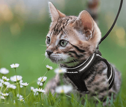 Avelena | Ausbruchssicheres Katzengeschirr mit Leine