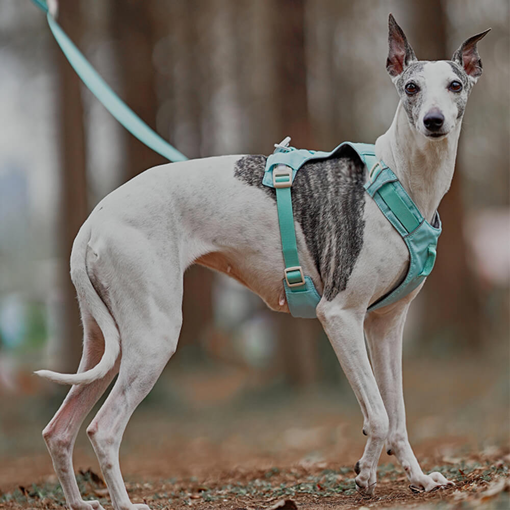 Avelena | Anti-Zieh-Hundegeschirr mit Multifunktions-Leine Aquacool