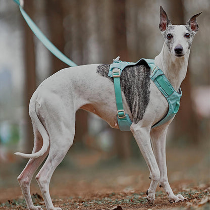Avelena | Anti-Zieh-Hundegeschirr mit Multifunktions-Leine Aquacool
