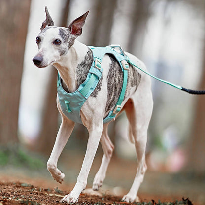 Avelena | Anti-Zieh-Hundegeschirr mit Multifunktions-Leine Aquacool