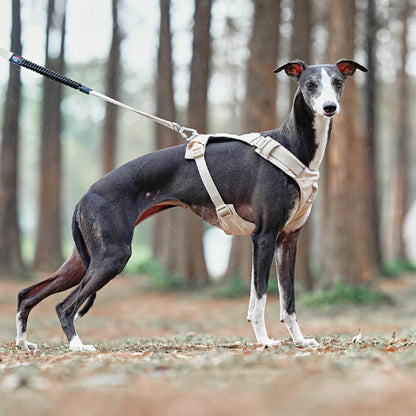Avelena | Anti-Zieh-Hundegeschirr mit Multifunktions-Leine Aquacool
