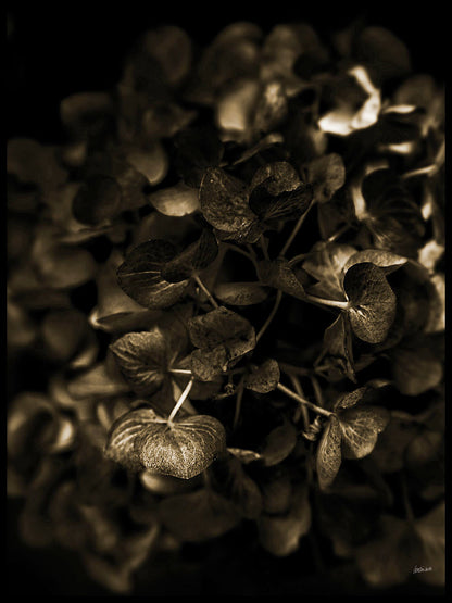 Avelena | Goldene Hortensie