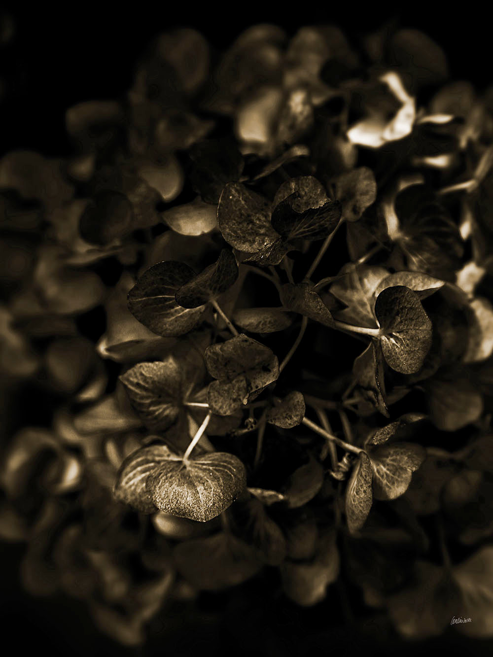 Avelena | Goldene Hortensie