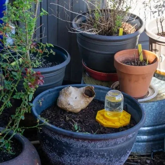 Avelena | BienenQuelle Bienenfreundliche Wasserquelle