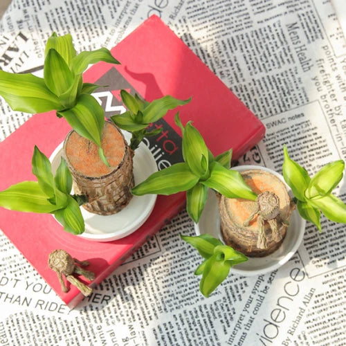 Avelena | Brasilianischer Lucky Wood Pflanze – Luftreinigende & Glücksbringer Dekor