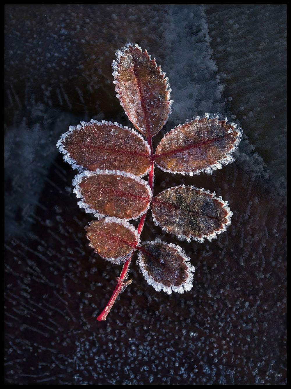 Avelena | Wenn Der Herbst Winter Wird
