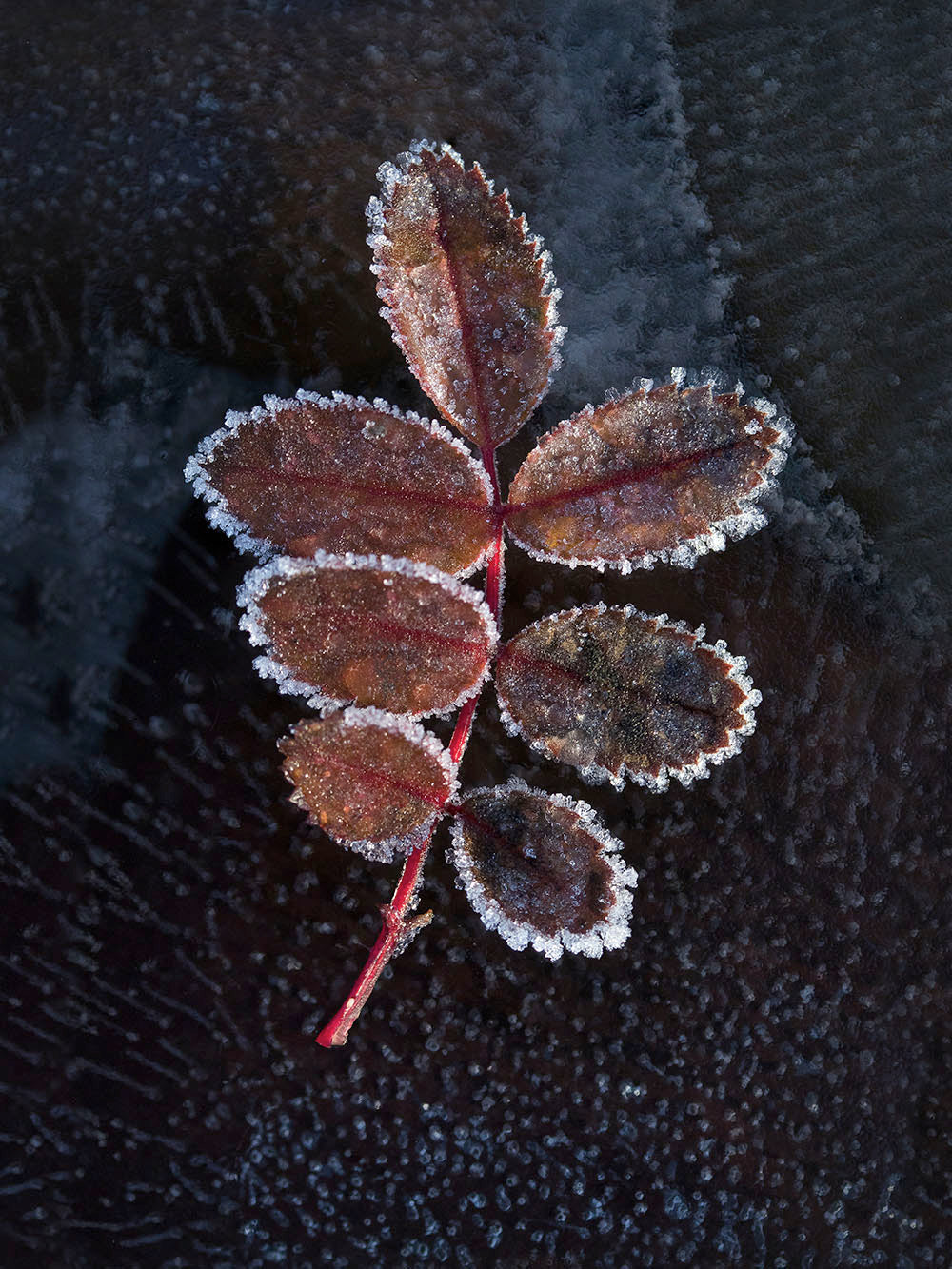 Avelena | Wenn Der Herbst Winter Wird