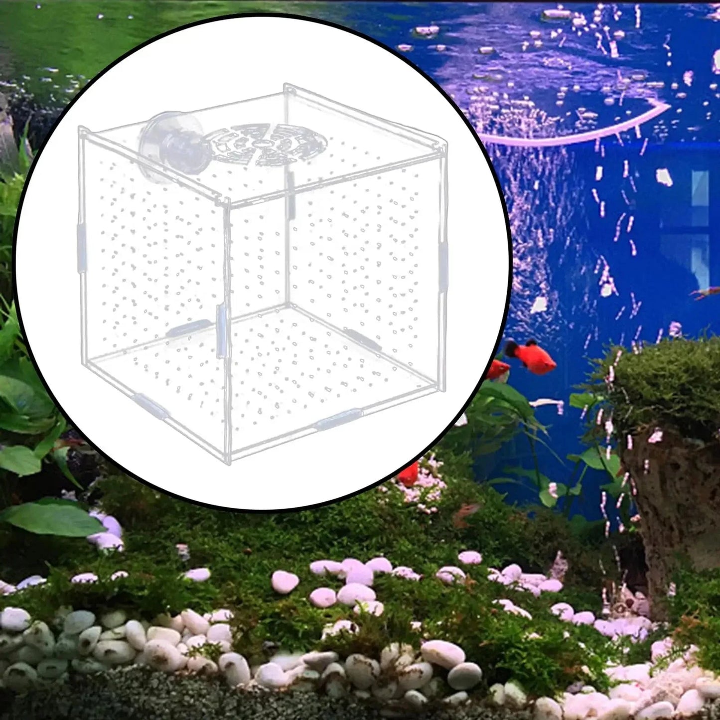 Avelena | Aquarium Isolation Box Multifunktionale Aquariumversorgung Fischzucht Halter Für Neugeborene Brütlinge Guppy Aggressive Fischbabys Garnelen