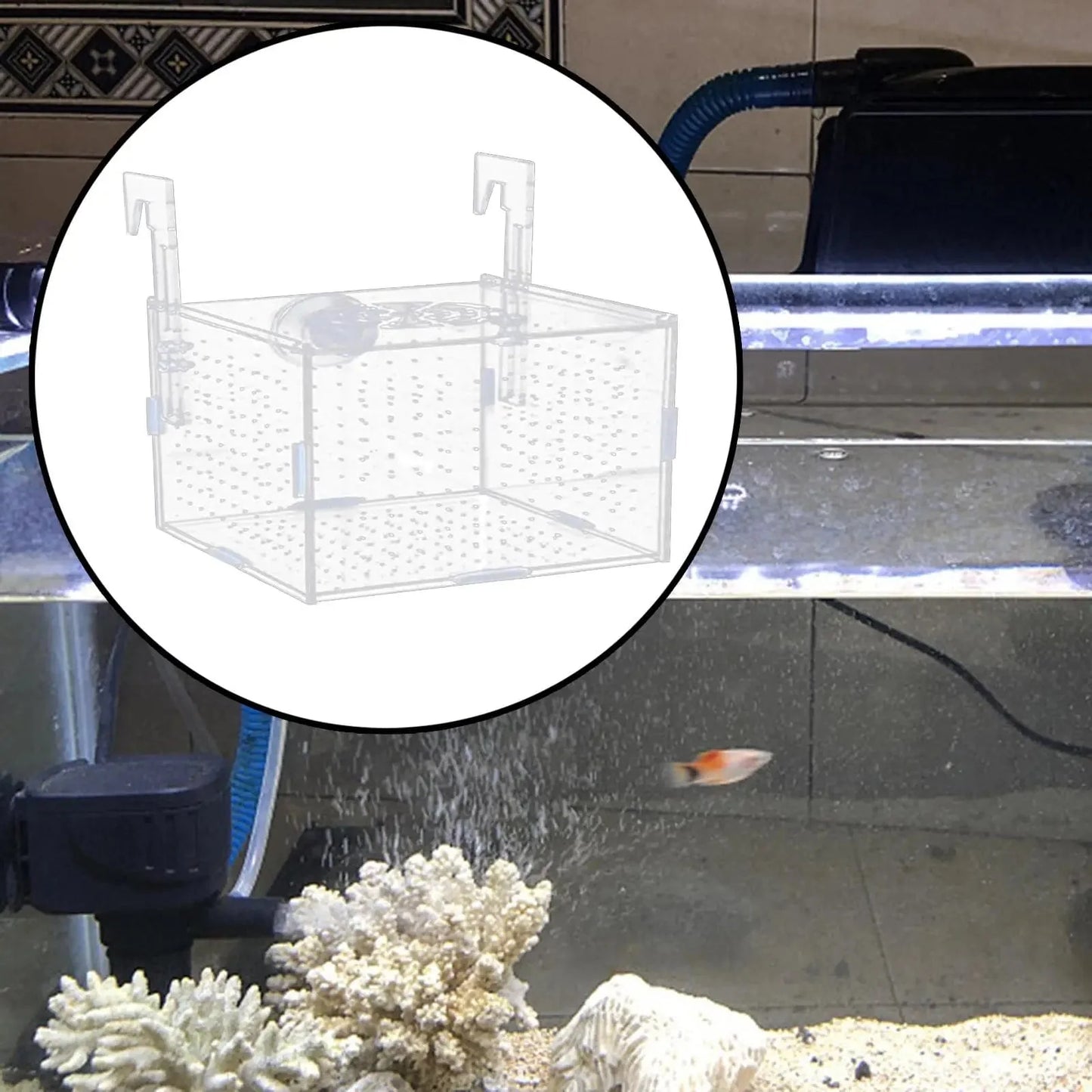 Avelena | Aquarium Isolation Box Multifunktionale Aquariumversorgung Fischzucht Halter Für Neugeborene Brütlinge Guppy Aggressive Fischbabys Garnelen