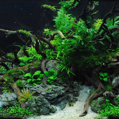 Avelena | Aquarium Wurzel Holz Natürlich Fischtank Pflanzen Dekor Baum Aquarium Fischschüssel Stubben Aquarium Zuhause Fischbecken Landschafts Dekor Haustier Werkzeug