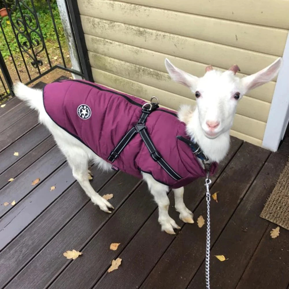 Avelena | Große Haustier Hundejacke mit Geschirr Winter Warme Hundekleidung für Labrador Wasserdichte Große Hundejacke Chihuahua Französische Bulldogge Outfit