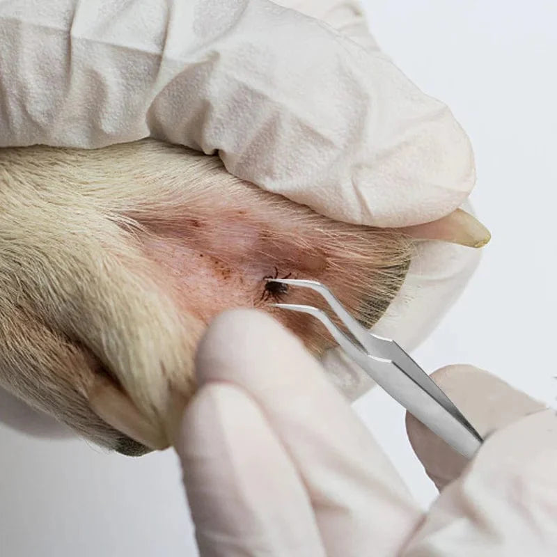 Avelena | Qualitäts Edelstahl Haustier Floh Entferner Werkzeug Kratzhaken Pinzetten Clips Set Pflegeprodukte Katze Hund Zeckenentfernung