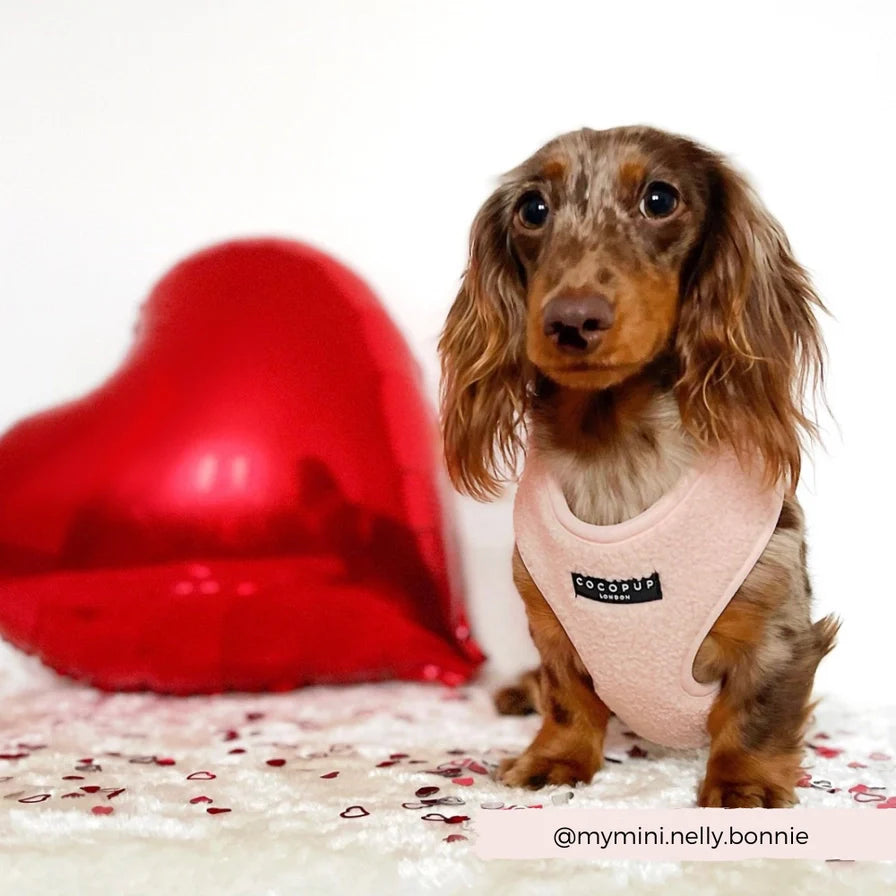 Avelena | Rosa Teddybär Hundegeschirr mit Guter Passform