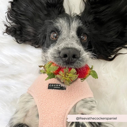 Avelena | Rosa Teddybär Hundegeschirr mit Guter Passform