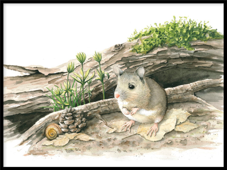 Avelena | Wombat