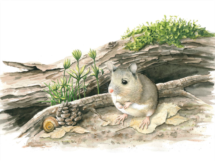 Avelena | Wombat