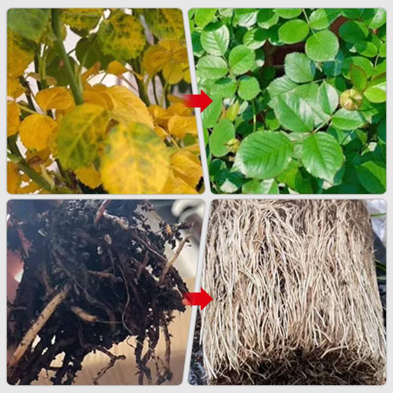 Avelena | Schnell wirkende Nährstofflösung für Pflanzen