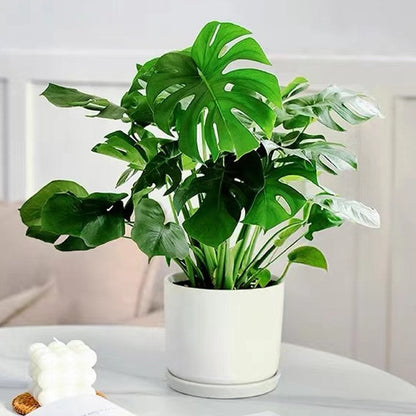 Avelena | Schnell wirkende Nährstofflösung für Pflanzen