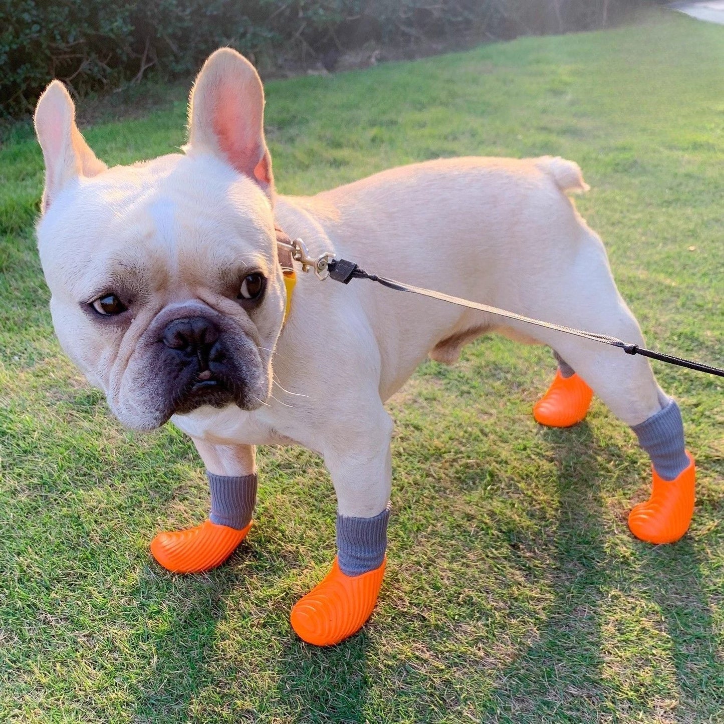 Avelena | Flexipaws Frenchie Wasserdichte Regenstiefel – Hochelastisches, Rutschfestes Und Langlebiges Design