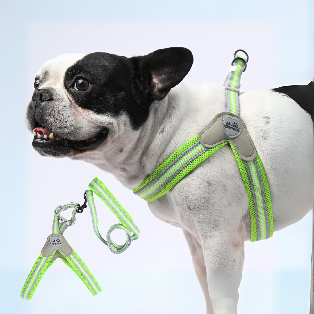 Avelena | Pawgrip No-Pull Frenchie Geschirr Mit Leine