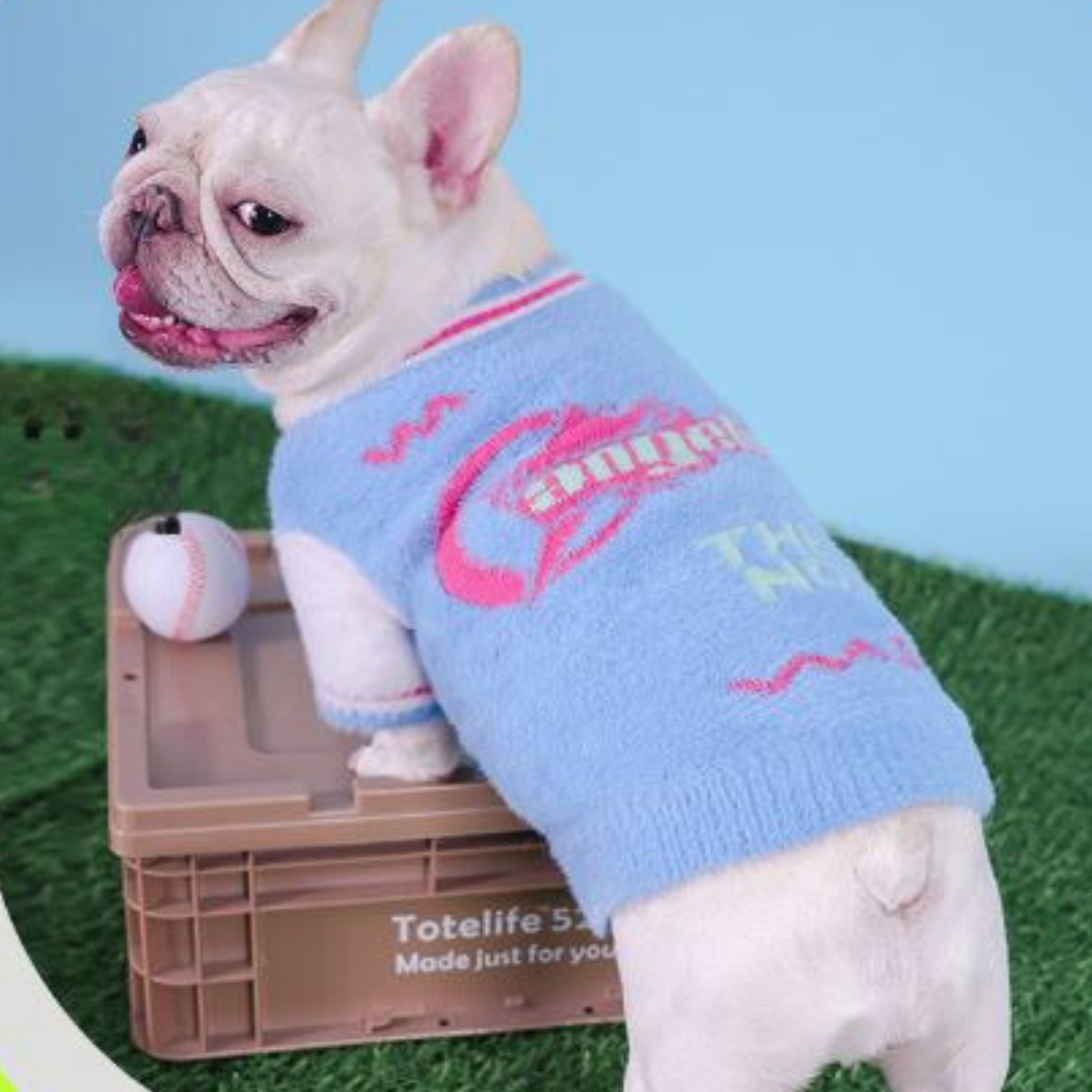 Avelena | Sportlicher Frenchie Winterpullover Blau Und Pink Plüsch Varsity Stil Für Kleine Hunde